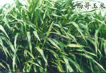 供应墨西哥玉米草种子